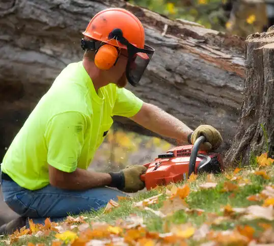 tree services Williamston